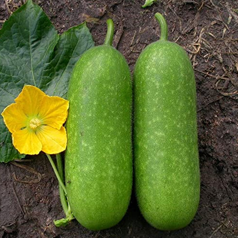 Wax gourd (চালকুমড়া) - 1 piece OF 1.5KG APPROX.