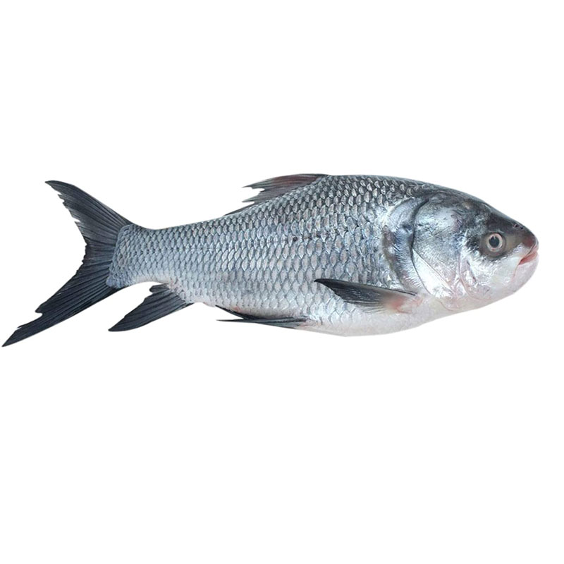 Catla (live) জ্যান্ত কাতল - 900 gram to 1100 gram size Approx