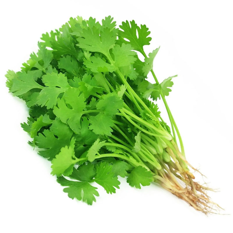 Coriander leaves / ধনেপাতা / धनिया पत्ता - bundle (about 100 gram)