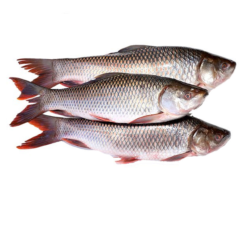 Rohu (live) উত্তর দিনাজপুরের জ্যান্ত রুই - 1 KG (Approximate)