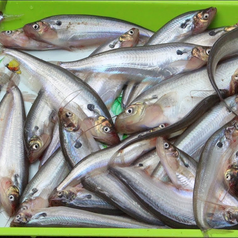 Pabda পাবদা (Medium Sized) - Weight - Gross 650 gram Net 500 gram