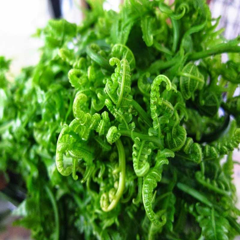 Fiddlehead fern / ঢেকি শাক / नियुरो - 2 Bundles (About 100 - 150 gram each)