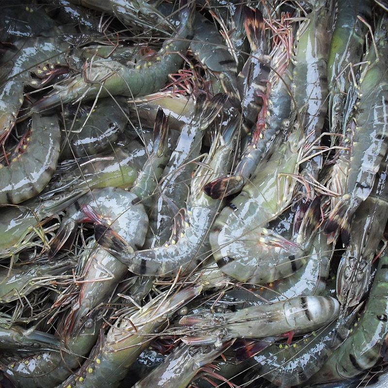 Prawn চিংড়ি (Medium Sized) - 250 gram