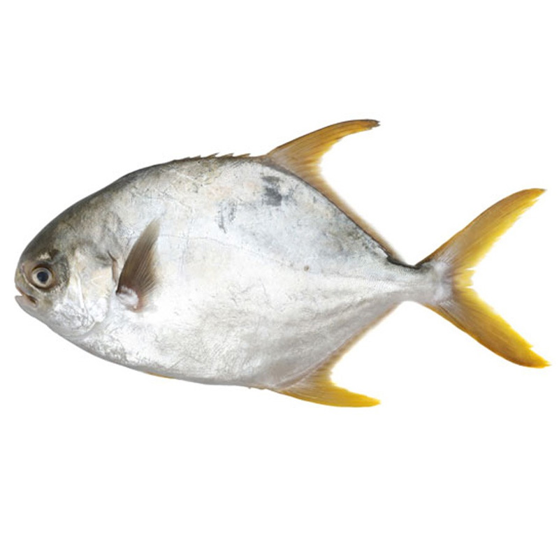 Pomfret  পমফ্রেট - .5 kg net / .6 kg gross weight