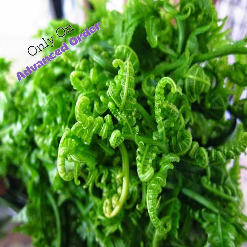 Fiddlehead fern / ঢেকি শাক / नियुरो - 2 Bundles (About 100 - 150 gram each)