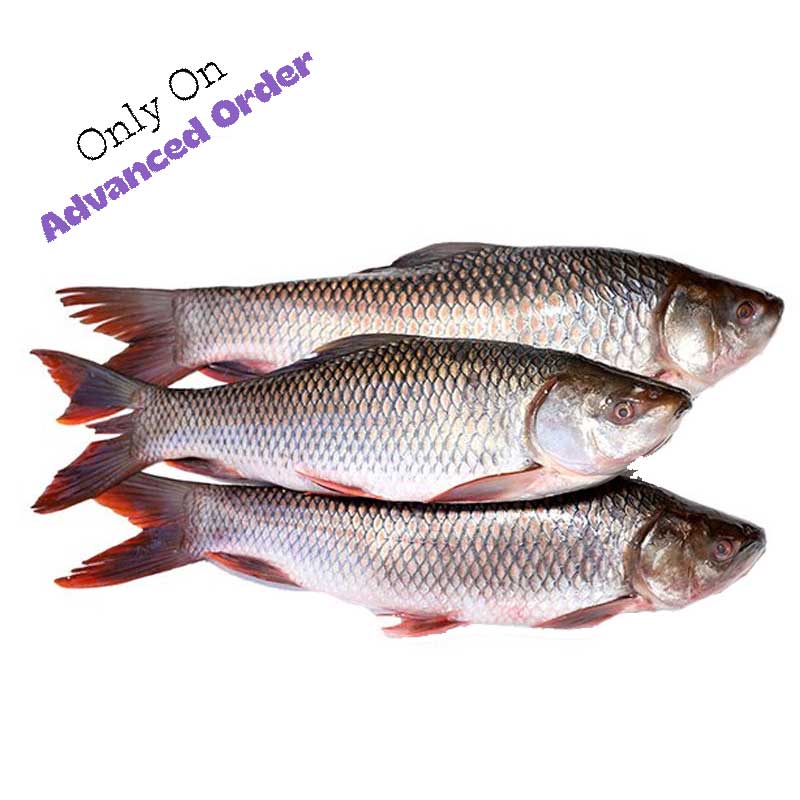 Rohu (live) উত্তর দিনাজপুরের জ্যান্ত রুই - 1 KG (Approximate)