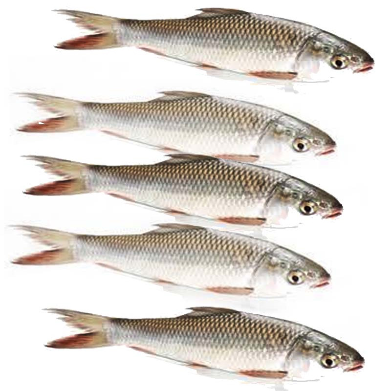 Bata বাটা - Weight - Gross 590 gram Net 500 gram
