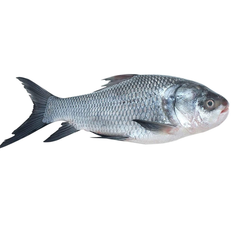 Catla (live) জ্যান্ত কাতল - 900 gram to 1100 gram size Approx